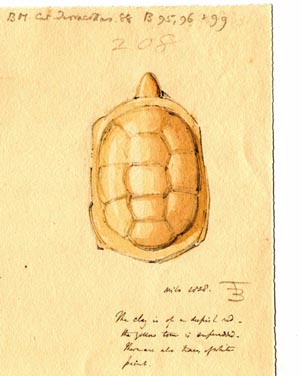 208 clay tortoise
